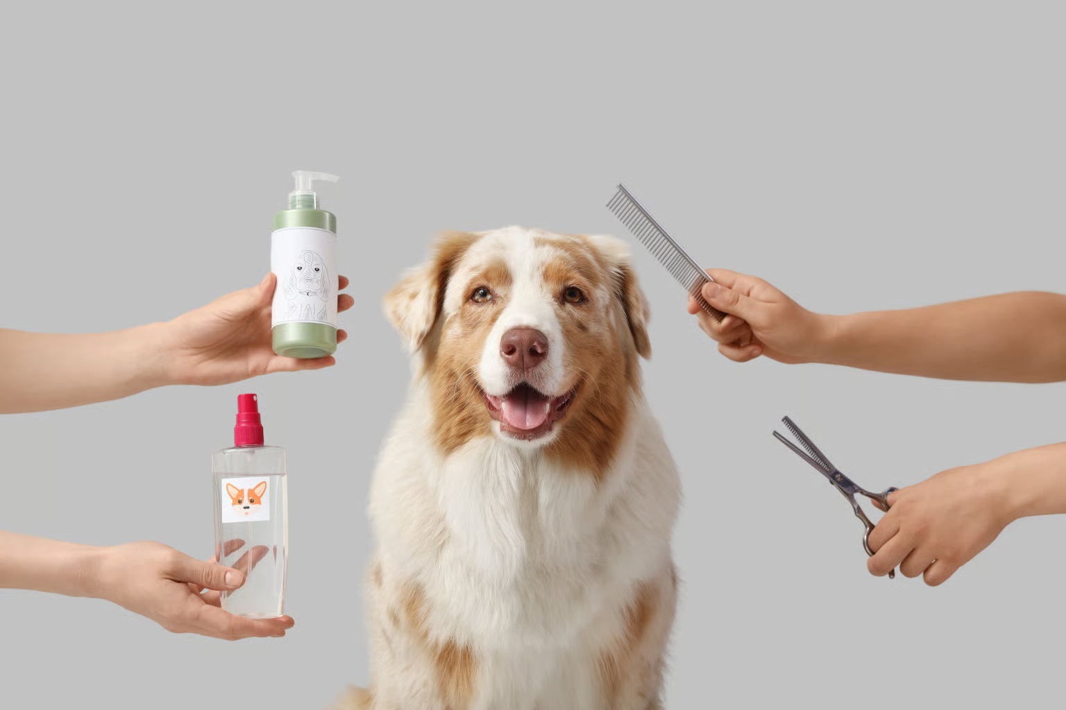 Pet Care